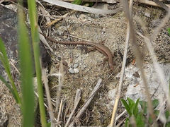 Podarcis muralis