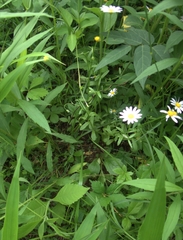 Astranthium integrifolium