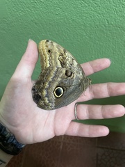 Caligo oedipus