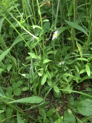 Astranthium integrifolium