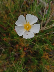 Cistus libanotis