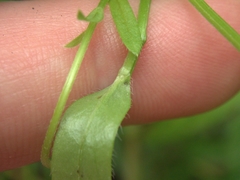 Astranthium integrifolium