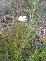 Cistus libanotis