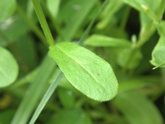 Astranthium integrifolium