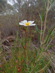 Cistus libanotis
