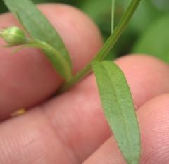 Astranthium integrifolium