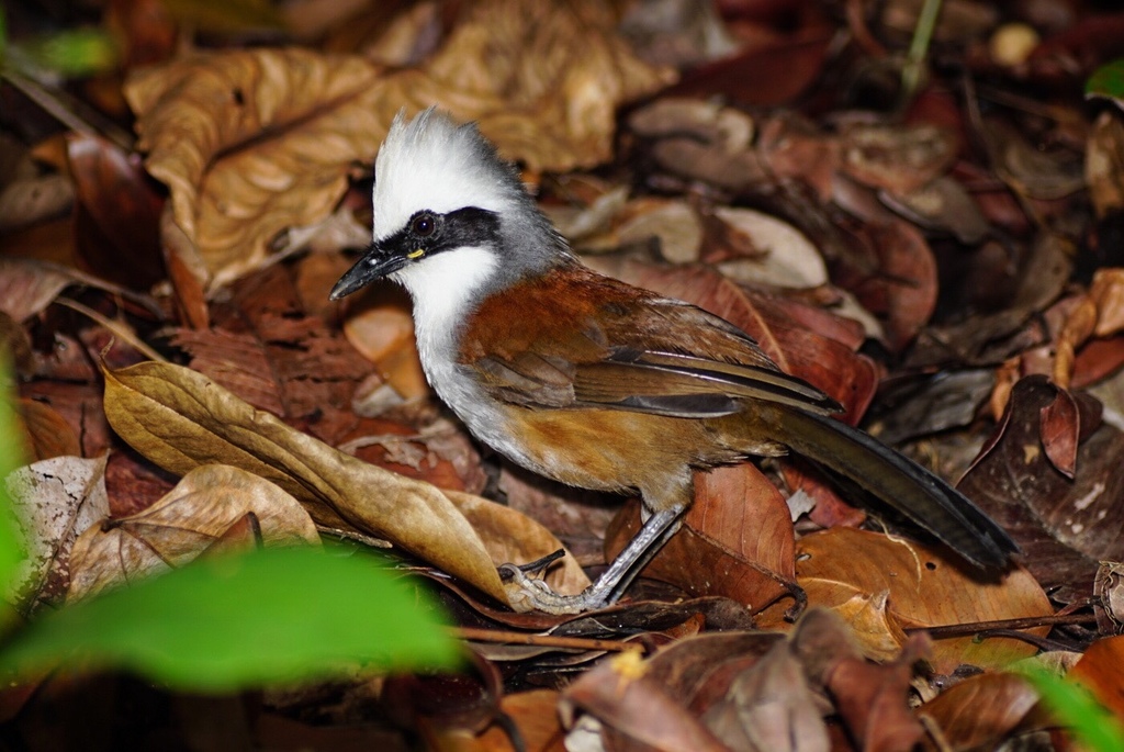 White-crested Laughingthrush (Garrulax leucolophus)