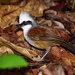 White-crested Laughingthrush - Photo (c) Md Jusri, some rights reserved (CC BY-NC), uploaded by Md Jusri