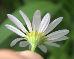 Astranthium integrifolium