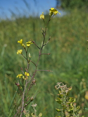 Bunias erucago