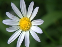 Astranthium integrifolium
