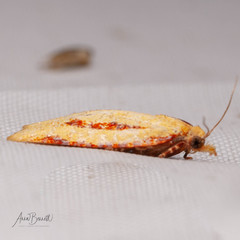 Sparganothis bistriata