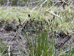 Schoenus ferrugineus
