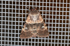 Properigea continens