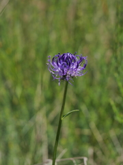 Phyteuma orbiculare orbiculare