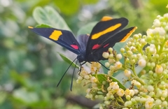 Melanis electron