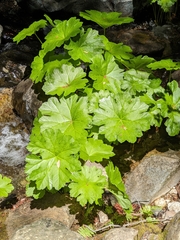 Darmera peltata