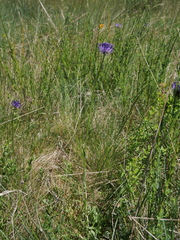 Phyteuma orbiculare orbiculare