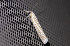 Eufernaldia cadarellus