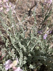 Astragalus andersonii