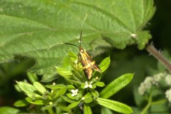 Nemophora degeerella