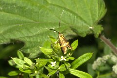 Nemophora degeerella