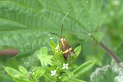 Nemophora degeerella