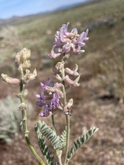 Astragalus andersonii