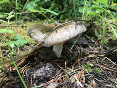 Russula occidentalis