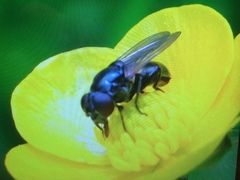 Cheilosia albitarsis