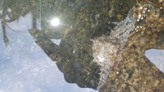 Stylocheilus rickettsi