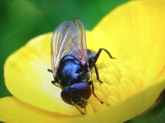 Cheilosia albitarsis