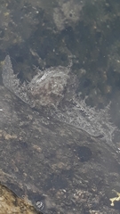 Stylocheilus rickettsi