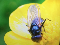 Cheilosia albitarsis