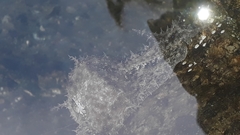 Stylocheilus rickettsi