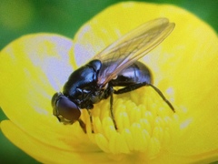 Cheilosia albitarsis