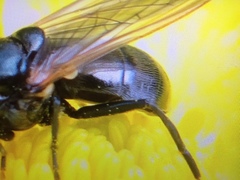 Cheilosia albitarsis