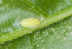 Rhinocola aceris