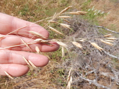 Bromus secalinus