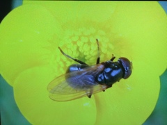 Cheilosia albitarsis