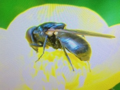 Cheilosia albitarsis