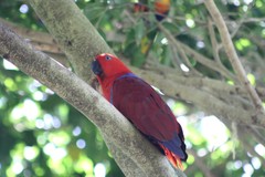 Eclectus roratus macgillivrayi