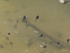 Bufotes viridis viridis