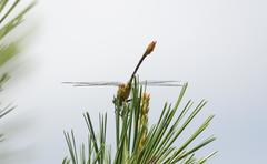 Dromogomphus armatus