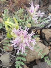 Astragalus succumbens