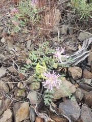 Astragalus succumbens