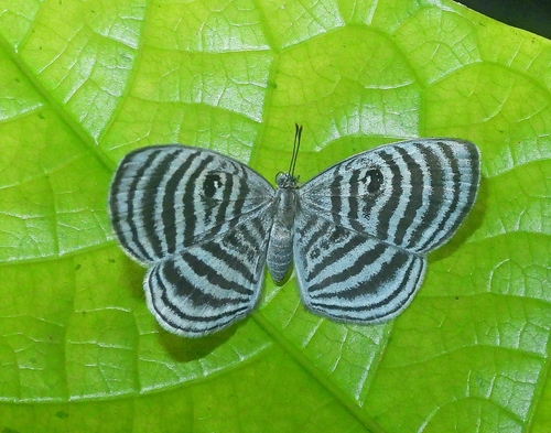 Mesophthalma idotea
