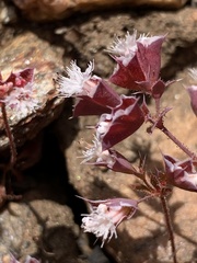 Sidotheca emarginata