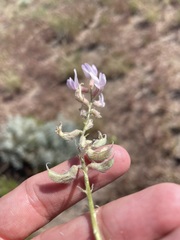 Astragalus andersonii