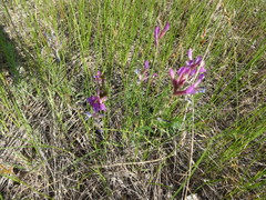 Astragalus macropus